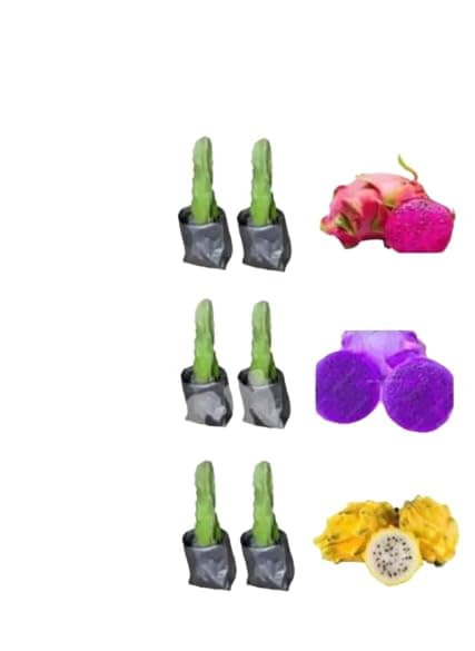 Aziz Gazi Nursery - Dragon Fruit Plant | Live Pink Flesh Dragon Plant | Dragon fruit Plant with Polybag - (Plant Height - 8 To 10 Inch, Pack of 6 - Yellow, Purple and Pink)
