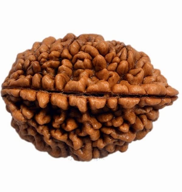 Wonder Care - Original Certified Rudraksha Mukhi Rudraksha Bead Natural Rudra Religious Rosary Bead for Unisex Adult