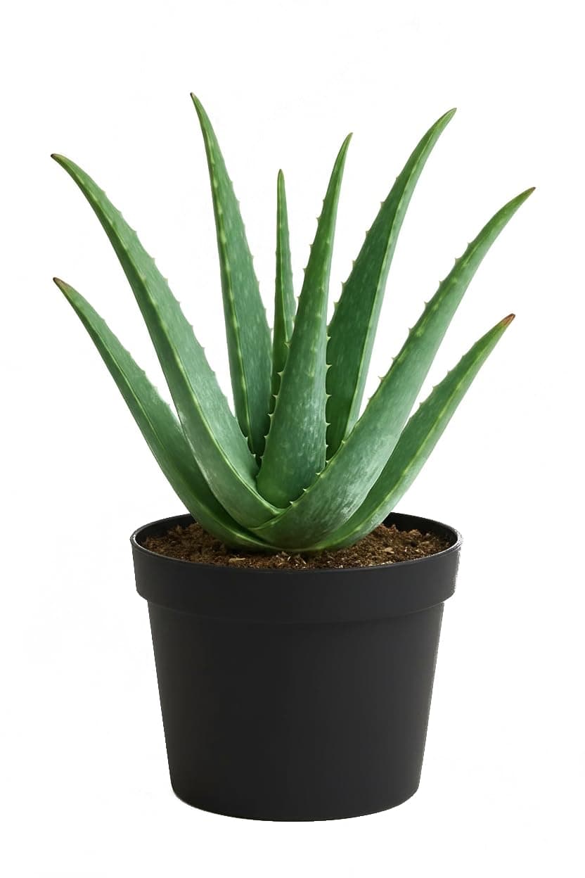 Aloe Vera Plant with Pot – Natural Air Purifier & Healing Succulent for Home and Office Decor - Easy to Maintain Indoor Plant for Freshness, Positive Energy & Green Aesthetic