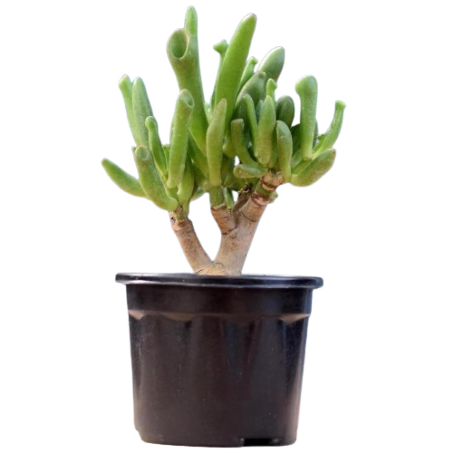Original Kuberhasth Vastu Live Crassula Ovata GOLLUM Jade Plant, | Finger Jade, Lucky plant with Pot | Gollum Jade Your Quirky and Low-Maintenance Succulent Companion | Indoor & Outdoor Plant