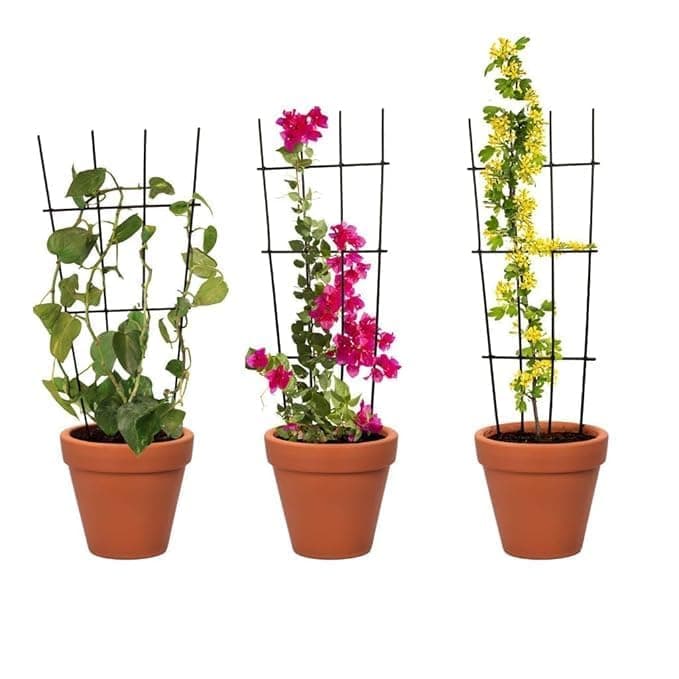 CRAFT CAPITAL Plant Wire Mesh Frame Trellis – Durable Plant Support for Climbing Plants, Vines, Vegetables & Flowers – Ideal for Indoor & Outdoor Use [Set of 3]