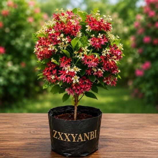 ZXXYANBI All Season Rangoon Creeper Madhu Malati, Double Petal, Highly Fragrant Climbing Flowering Climbing Vine (Height1-1.5 Feet) 1 Healthy Plant For Home Garden