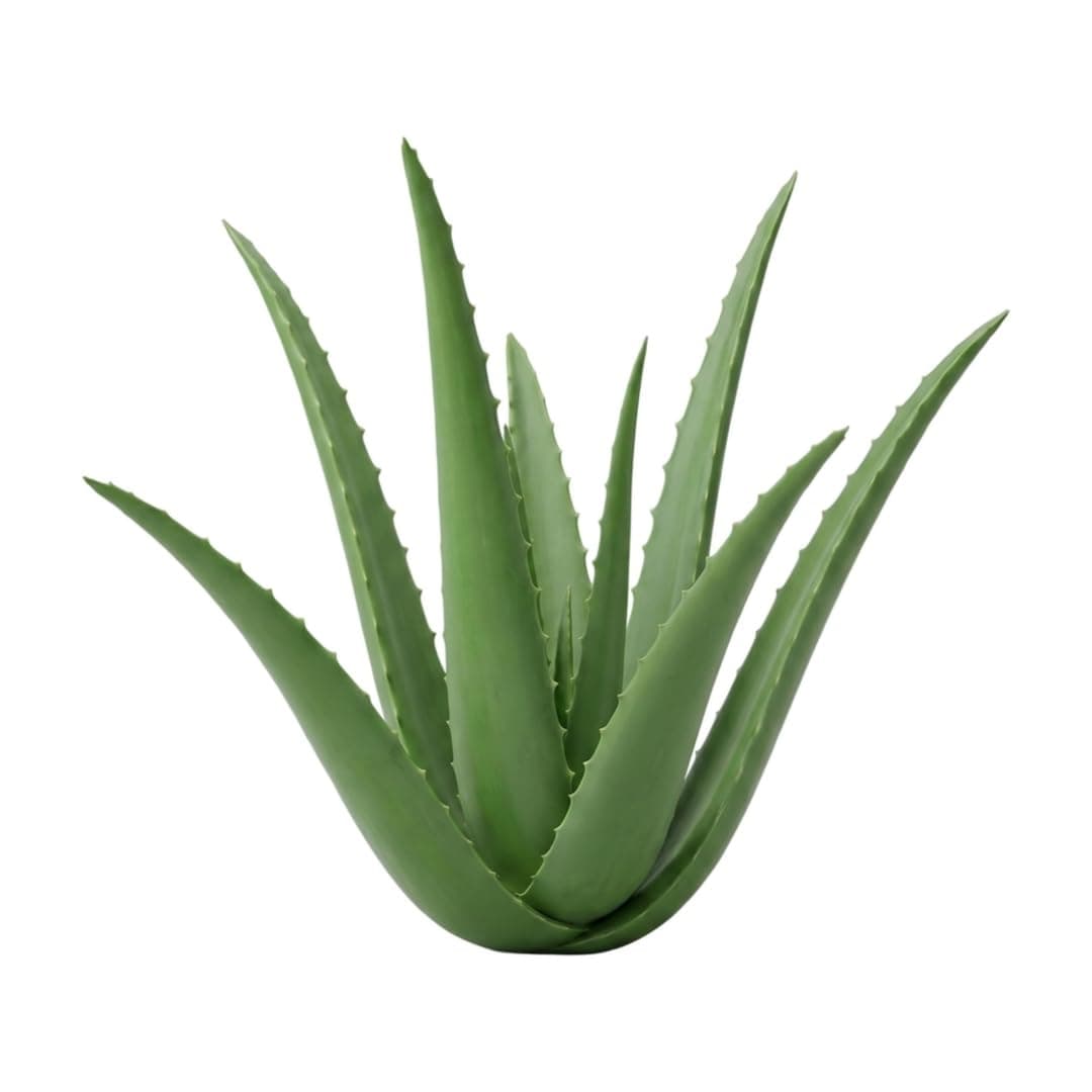 RUKDA® Rajasthani Aloe Vera Live Baby Plant | Indoor Outdoor and Balcony Medicinal Plant Skin Gel Aloe Vera Live Healthy Plant (1 Per Packet)