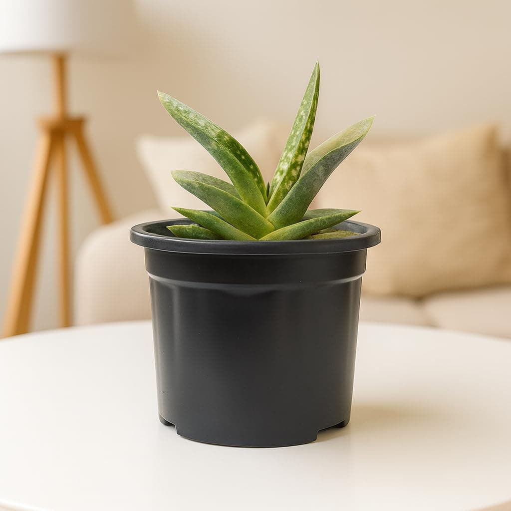 India Gardening Gasteria Live Succulent Plant | Rare Indoor Decorative Plant for Home & Office | Low Maintenance Air Purifying Succulent in 3 Inch Pot | Best Gift for Home Décor & Nature Lovers