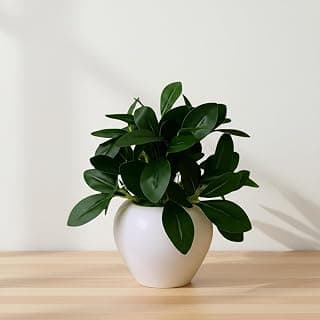 fancymart Artificial Rubber Plant in 4 Inch White Apple Pot (22 cm Height) – Realistic Green Decorative Plant for Home Decor, Living Room, Office Desk & Interior Decoration