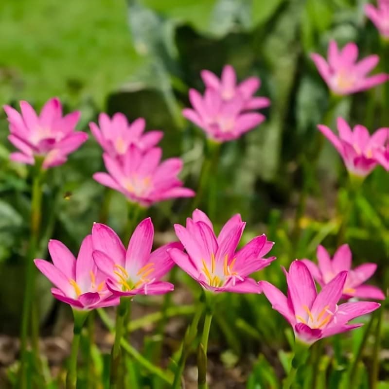 Rain Lily Pink and White Indoor Flower Bulbs for Home Landscape Pots Office Spaces and Garden Corners Ideal for Compact Gardening pack of 5