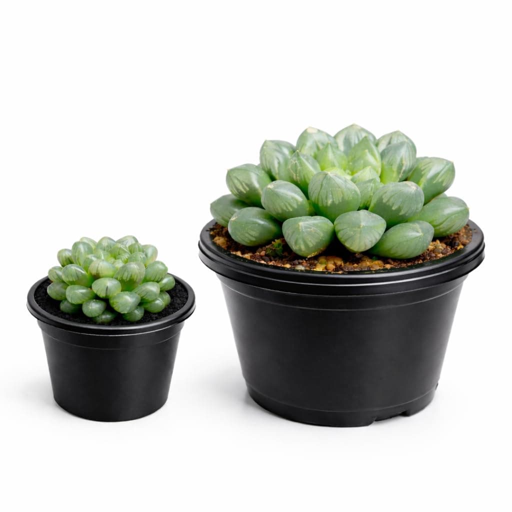 Haworthia Cooperi Live Plant | Transparent Window Succulent | Easy-Care Indoor Plant for Home & Office Decor (Combo)