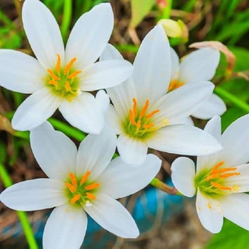Rain Lily (Zephyranthes) Bulbs by Korrel Seeds – Vibrant Flower Bulbs for Garden & Outdoor Planting – Ideal for Rainy Season Bloom (15, White)