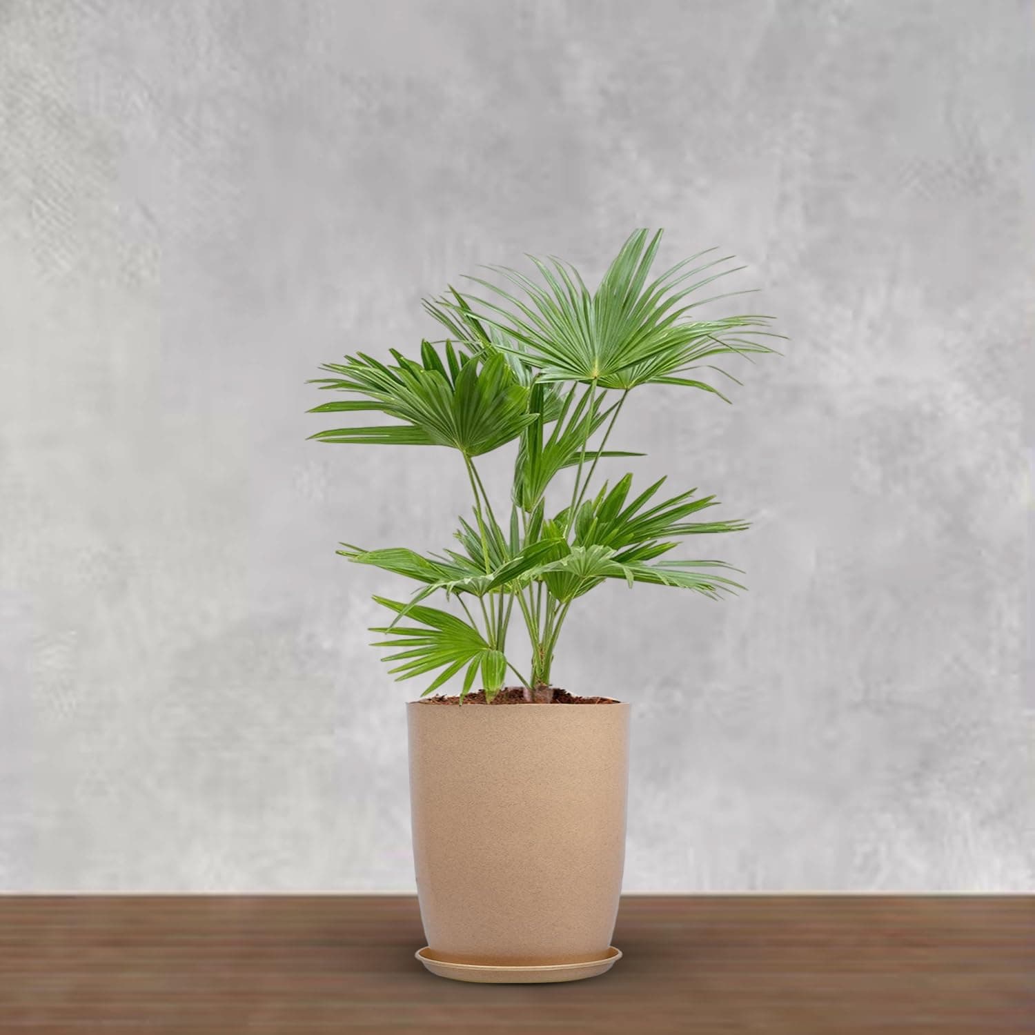 BonKaso 12 inch Beige Flower Pot (Pack of 2) | Size: 20x20x28 cm | Tall, Durable & Lightweight Polymer Tower Planter for Indoor & Outdoor Use: Home, Office & Balcony (Gamla/Gamale)