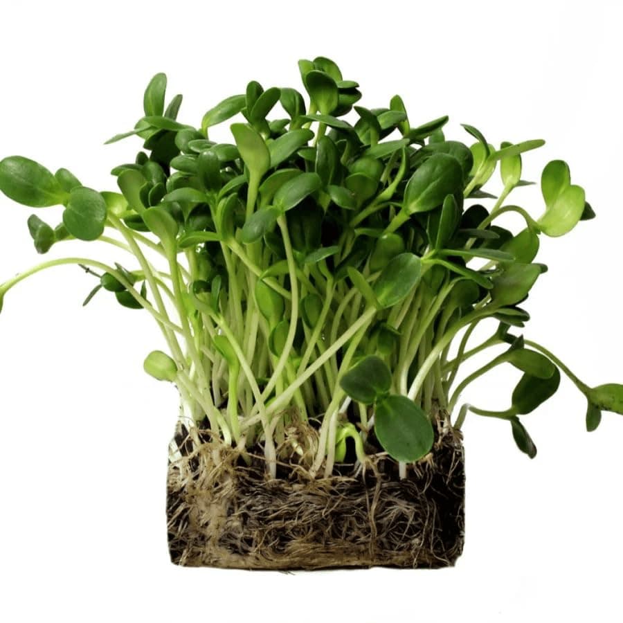 Growtime Sunflower Microgreen Seeds, Microgreen Seeds for Home Gardening, Sunflower Microgreen Seeds (Green) (250 Grams)