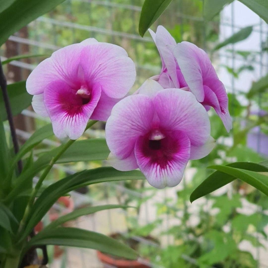 Florona Dendrobium Orchid Seedling Plants | Imported Thai Orchid plant For Indoor Garden (1 Helathy Live Plant Without pot) For home Garden | Easy to Care Orchids (Mini Kai Da)