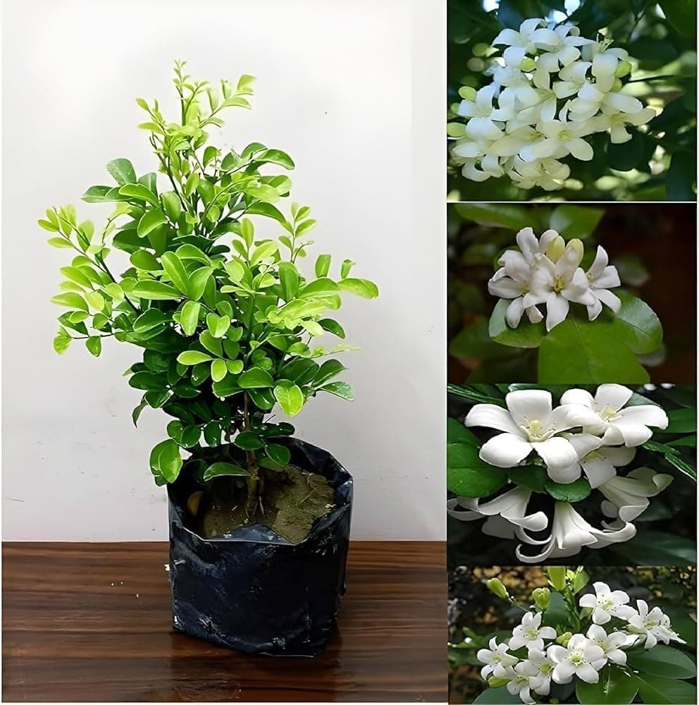 Madhu Kamini Plant Live | Evergreen Fragrant White Flower Paudha | Thai Hybrid Dwarf Maraiya Tree | Garden & Home Plant || Pack of 1