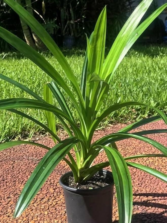 Biryani leaf live plant | Rambha live plant | Basmati Leaf Plant |Pandanus Amaryllifolius | Annapurna plant | Healthy plant(without pot, pack of1) T_40