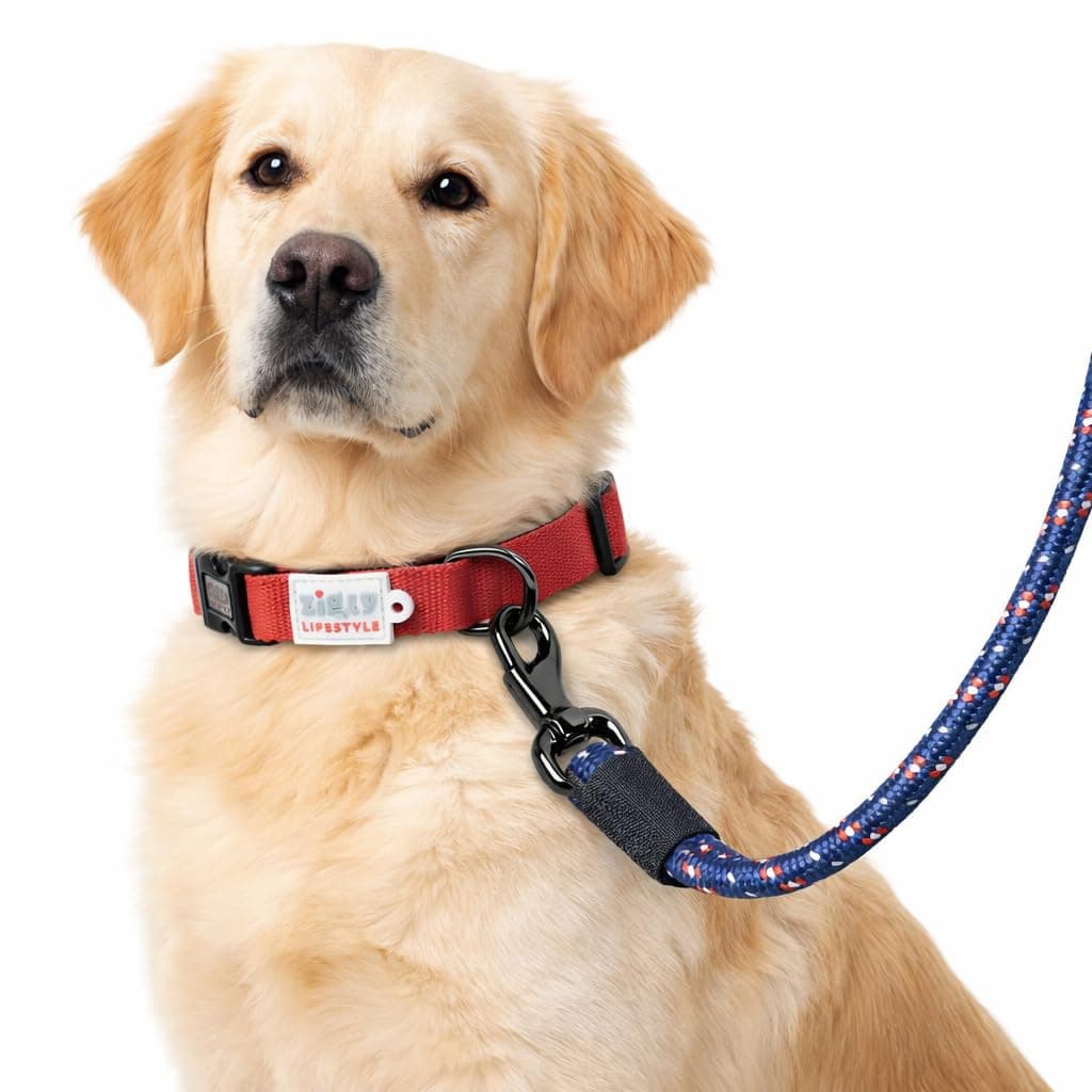 Zigly Lifestyle Classic Padded Dog Collar & Reflective Leash Set for Puppies & Small Breeds | Adjustable Soft Padded Collar with Secure Buckle | Durable Walking Gear | Red & Blue | Small
