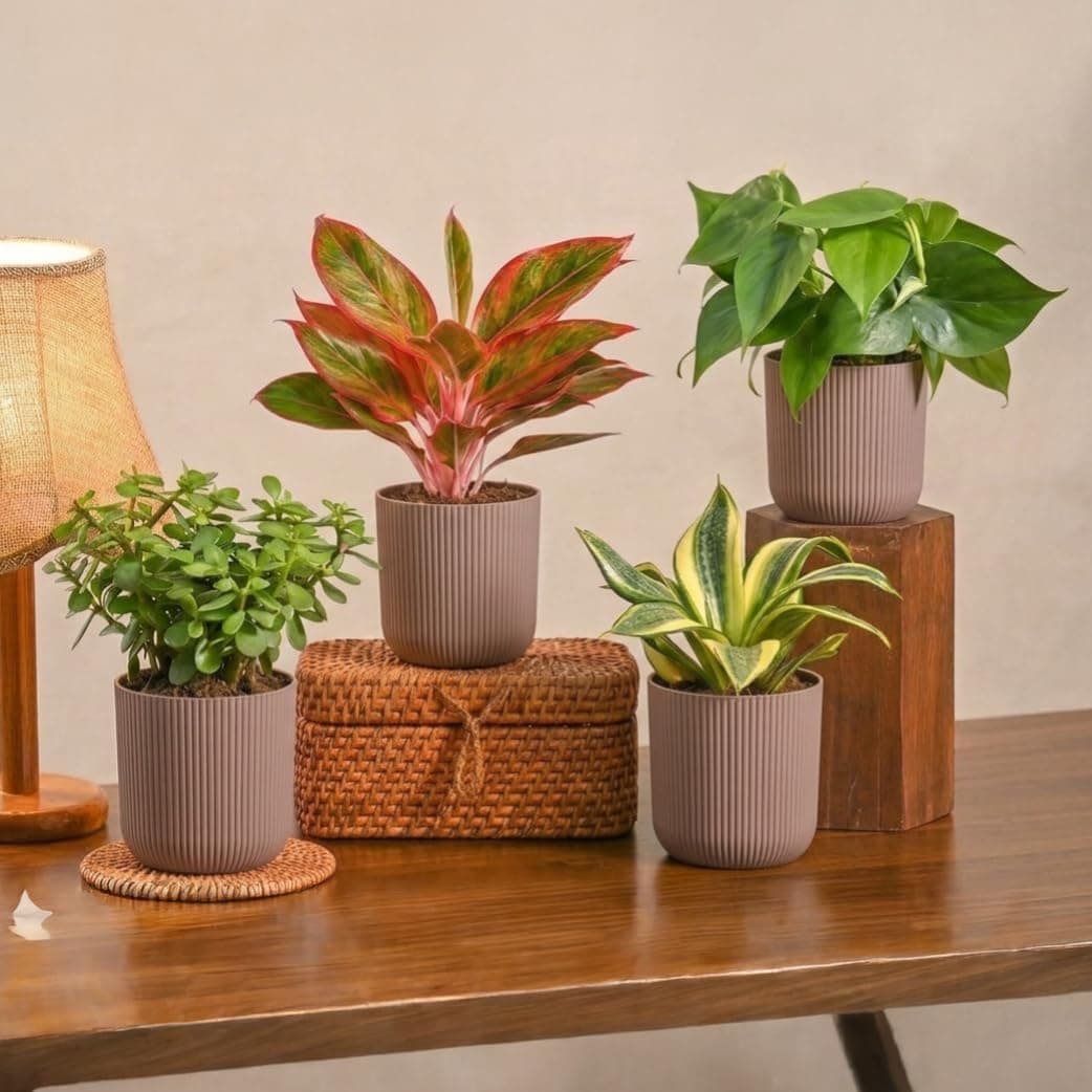 Ugaoo Ibiza Combo of 4 Live Indoor Plants with Pots (Mocca) – Jade Plant, Aglaonema Lipstick, Golden Snake Plant, Oxycardium Green | Ideal for Home Decor & Office