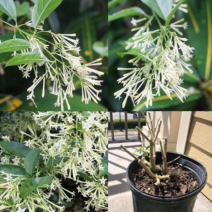 Sumit Greenery Rat Rani Live Jasmine Plant ? Outdoor Flowering Plant with Strong Fragrance | Raat Ki Rani Live Plant in Nursery Pot | Pack of 1 for Home & Garden Decor