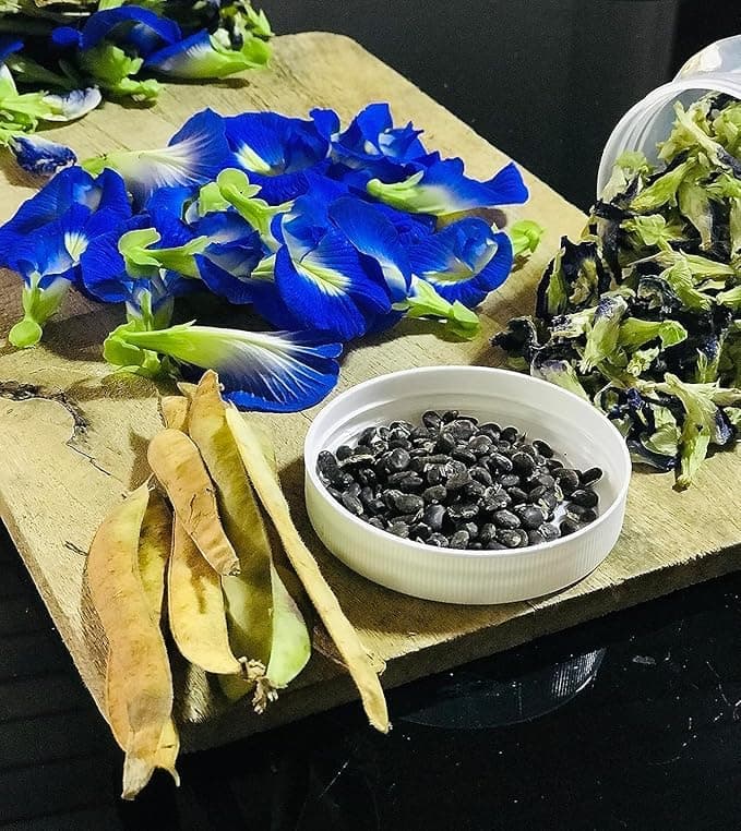 RUKDA Bluetea Butterfly Pea Flower Seeds | Organic, Non-GMO, Deep Blue Blooms for Tea & Garden | Easy to Grow, Tropical Garden Flair, Perfect for Bluetea (5 Seeds)