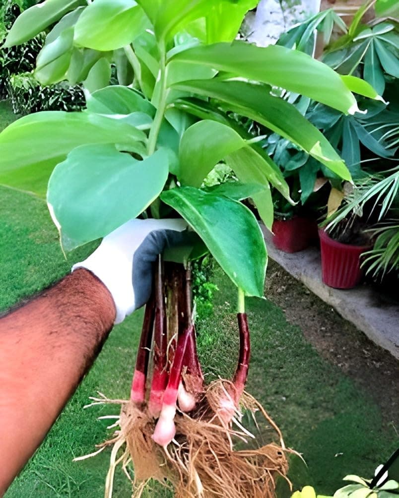 RADHA RANI PLANT HOUSE -Original "INSULIN" Plant Costus Igneus Plant For Diabetes Treatment Medicinal Ayurvedic Plant With poly pack Plant Height 1 Feet To 2Feet.