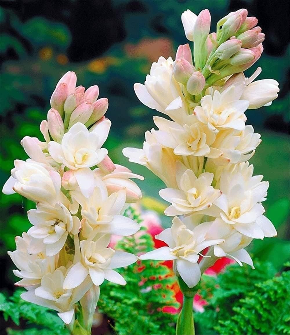 Korrel Seeds Premium Rajnigandha Flower Bulbs | Polianthes | Tuberose pack of 35 Flowering Garden & Balcony