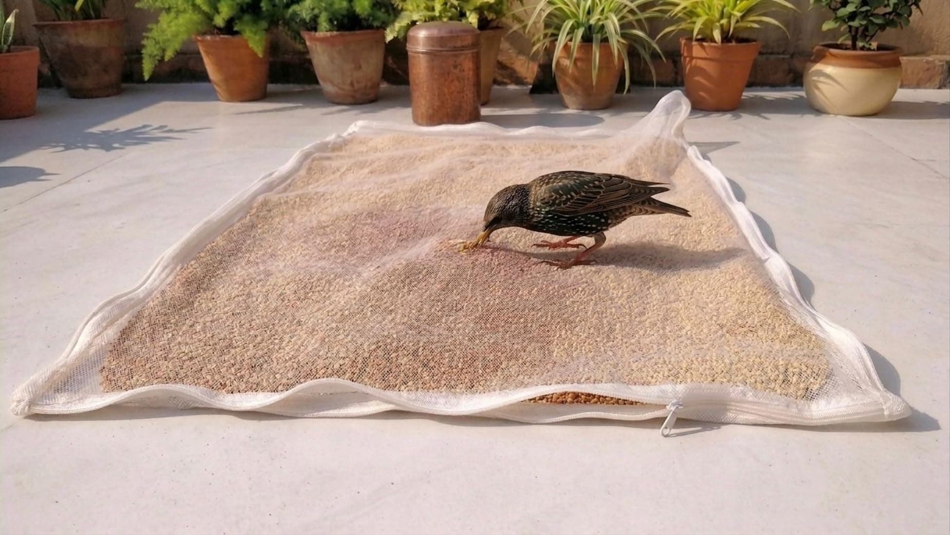 Kuvru (Pack of 3) Cotton Drying Cloth with Net, Off White, 73 x 91 cm, Breathable, Washable, Reusable, for Papad, Vadagam, Spices, Millets and to Dry Mango for Pickle