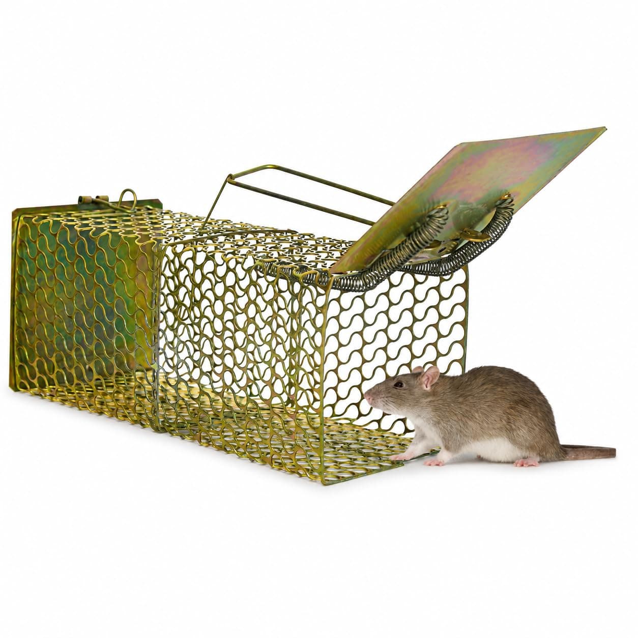 PUNJAB SHAKTI Heavy Duty Rat Catcher Trap — Humane & Reusable Mouse Trap for Home, Office & Warehouse — Easy to Set, Strong & Reliable Rodent Control