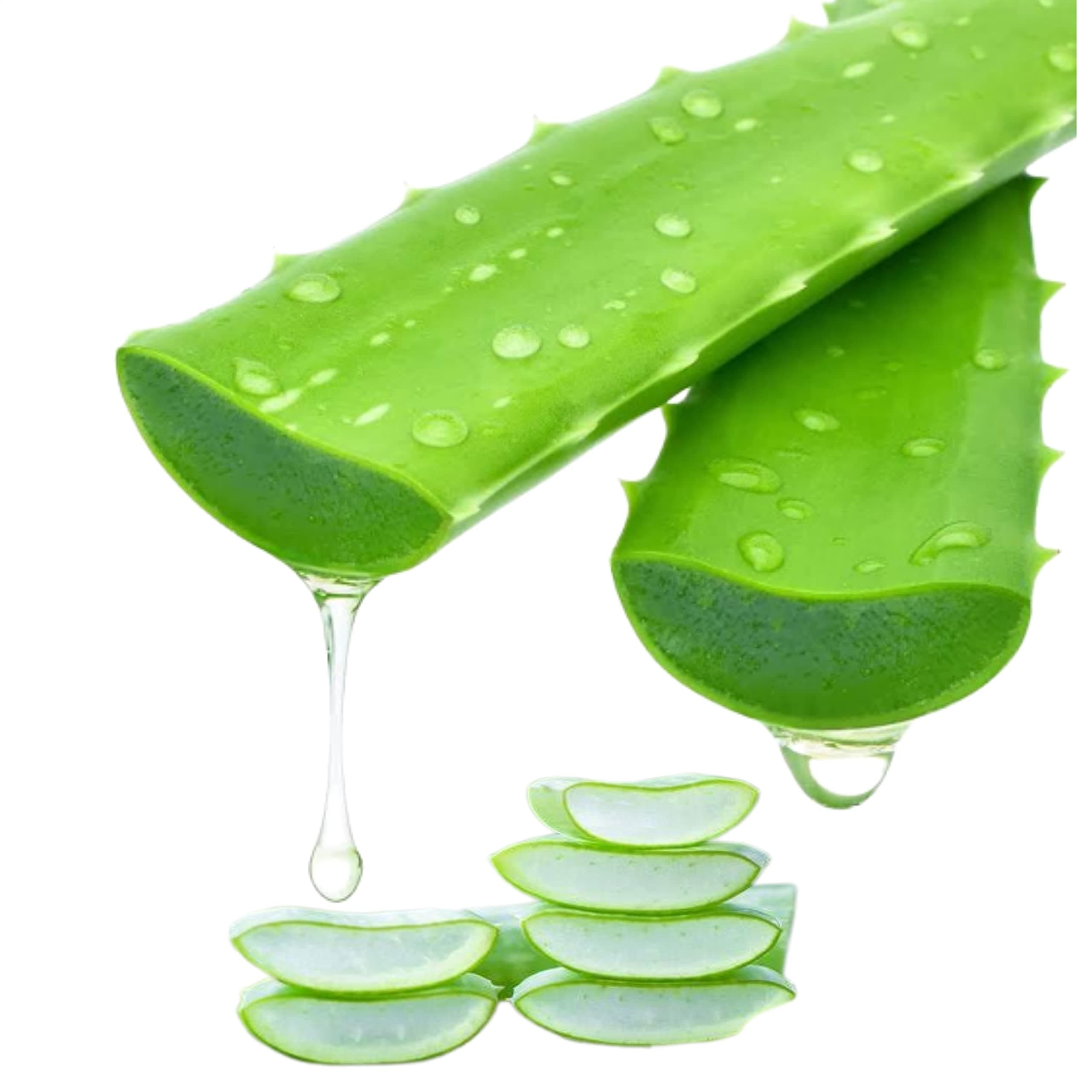 RUKDA® Freshly Harvested Green Organic Aloe Vera Leaf - Fresh Green Aloe Vera Leaf for Natural Wellness, Haircare, and Skincare - Extract Your Own 100% Pure and Chemical-Free Aloe Vera Gel - 1 Leaf