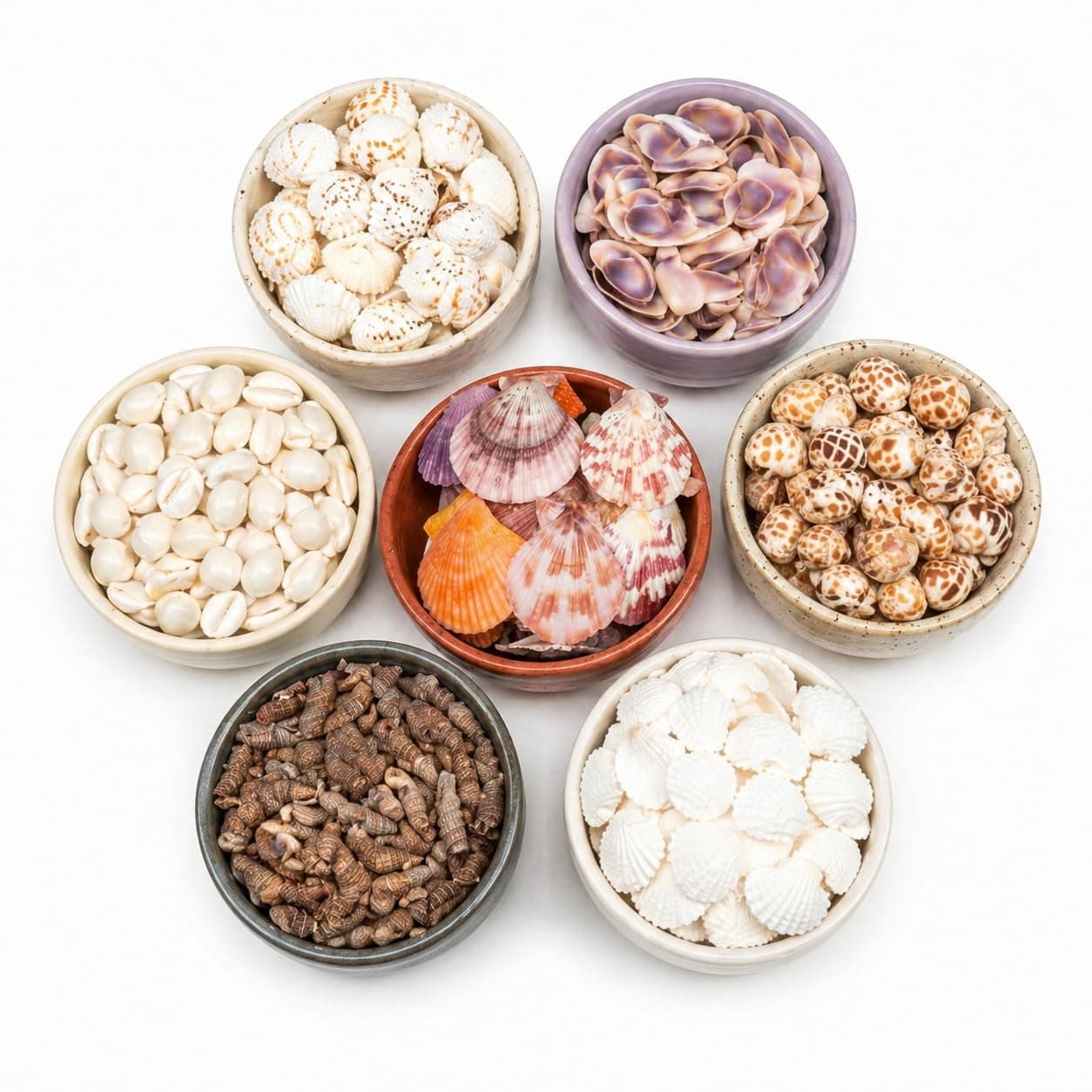 Pramila Creations 450g Natural Sea Shells (350+ Pcs) - 7 Unique Types for Aquarium, Vastu & Home Decor | Big Size Mixed Sipiyan | Odor-Free & Clean for Resin Art & Pooja