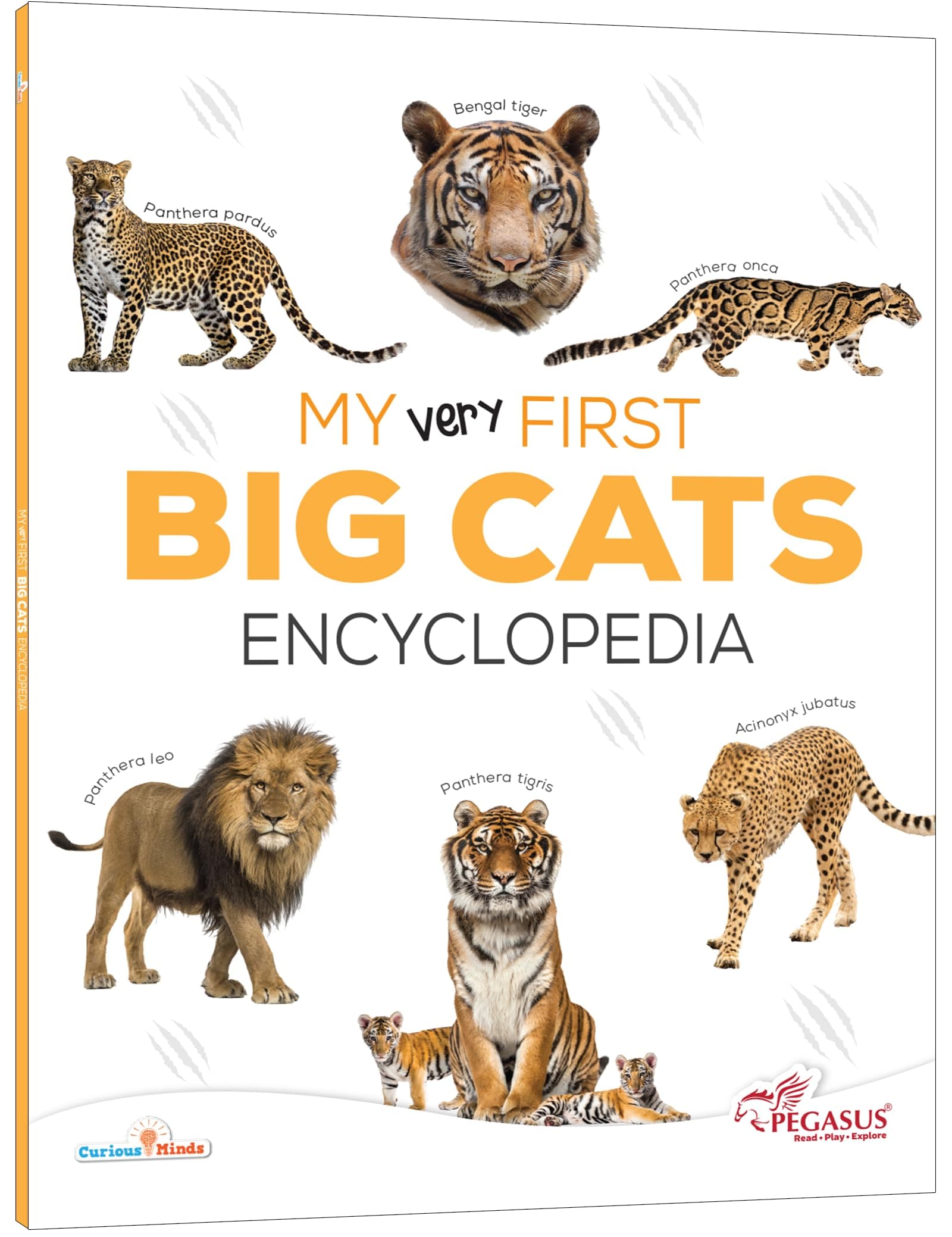 My Very First Big Cats Encyclopedia for Kids Age 8+ – Learn About Lions, Tigers, Leopards & More | Fun Wildlife Facts That Build Knowledge & Encourage Screen-Free Learning for young learner