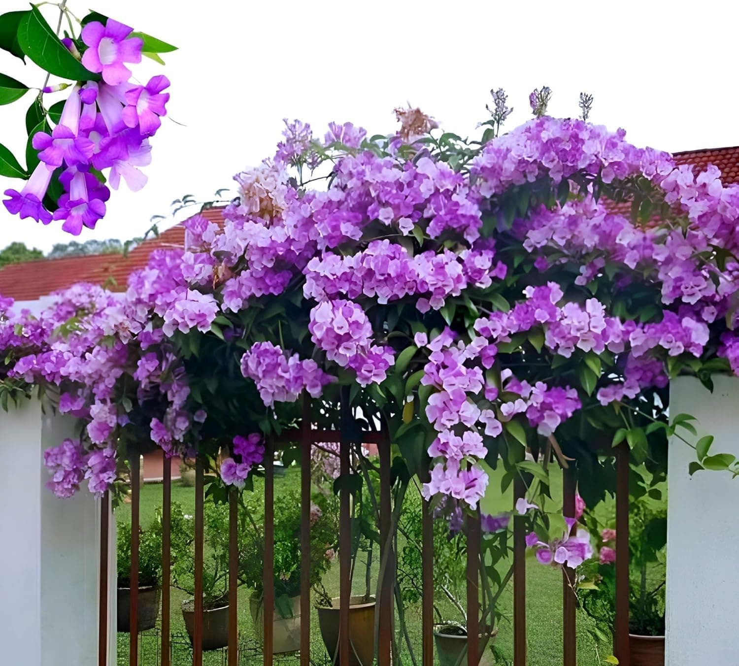 Zoropic Enterprise Garlic Vine Live Flowering Vine Plant for Home Garden Balcony Terrace Outdoor | Healthy Plant with Purple Blooms | Natural Fragrant Climber for Vertical Gardening and Greenery