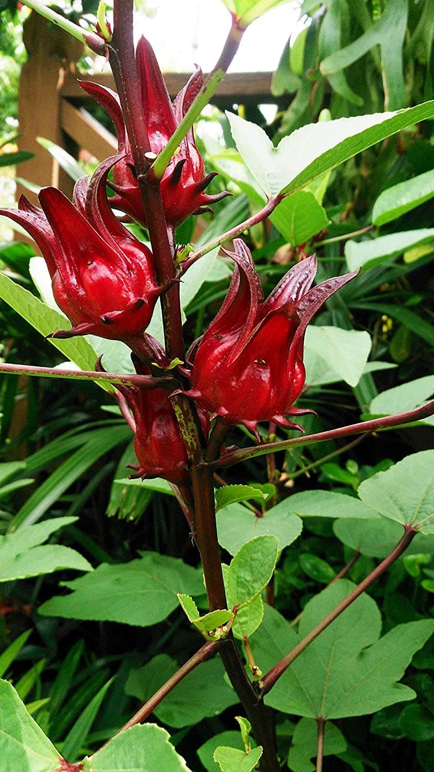 CooPany® Seeds Red Kenaf/Ambada/Gongura Seeds (150)
