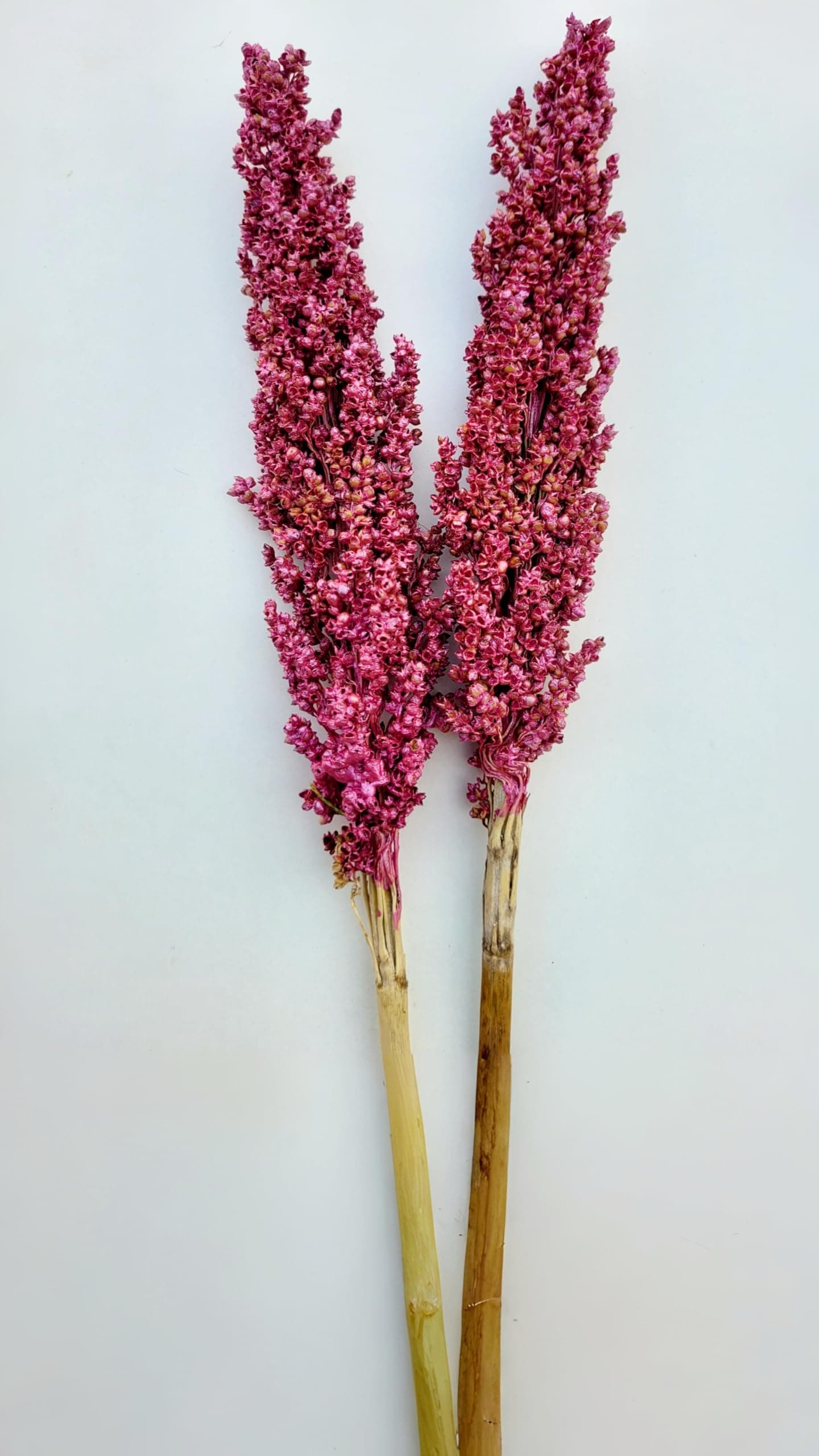 RUKDA® Dried Pink Sorghum Flower || Decoration Dried Flower Sheaves || Flower Dry Grass Bouquet for Wedding Table centerpieces Decoration, Home Decoration, Office Decoration, etc - 2pcs