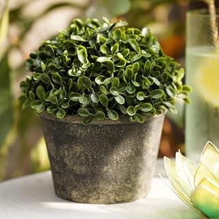 PURE HOME + LIVING Green Artificial Camillia Leaves with Pot