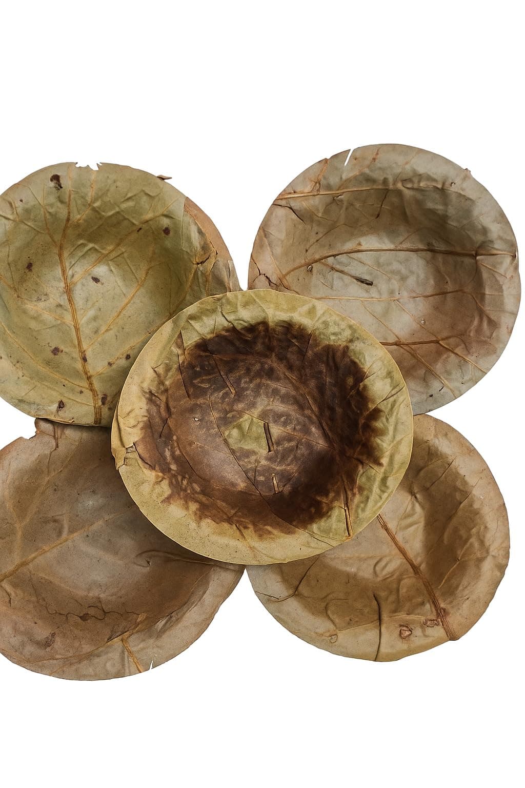 Hand Made Organic Mandara Leaf/Siali Cup/DisposableLeaf Bowl/Dona/Siali Leaf Thonnai - 4.50"(100 pcs) Pooja/Prasadam/Food Cup/Natural Free/Biodegradable/Eco-Friendly
