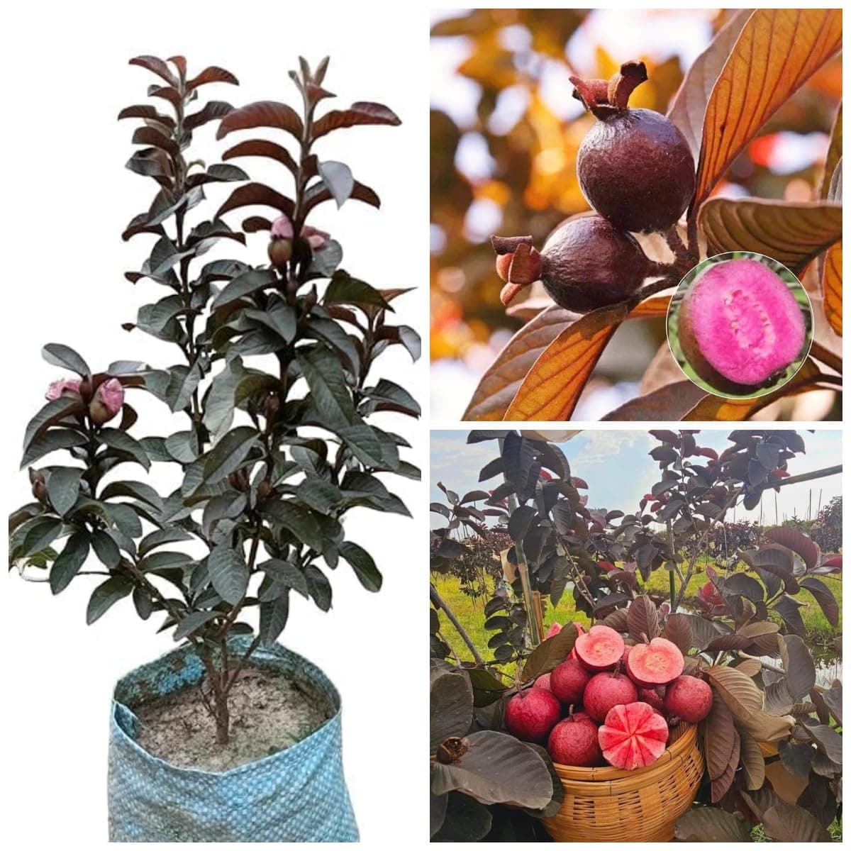 Cloud Farm Thai Red Guava Plant,Grafted Thai Amrood all season Healthy,CF_SG12