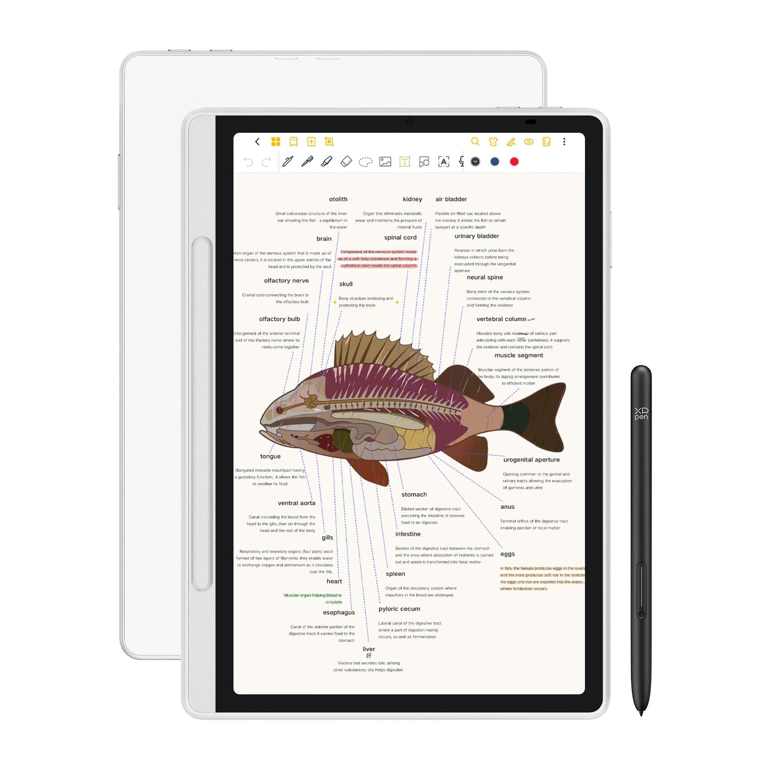 XP-Pen Magic Note Pad 10.95" Digital Note-Taking Tablet, Paper-Like LCD Display, 3-Color Modes, 16K Pressure Stylus (X3 Pro Pencil 2), 6+128GB, Android 14 – for Writing, Reading, PDF Notes & Study