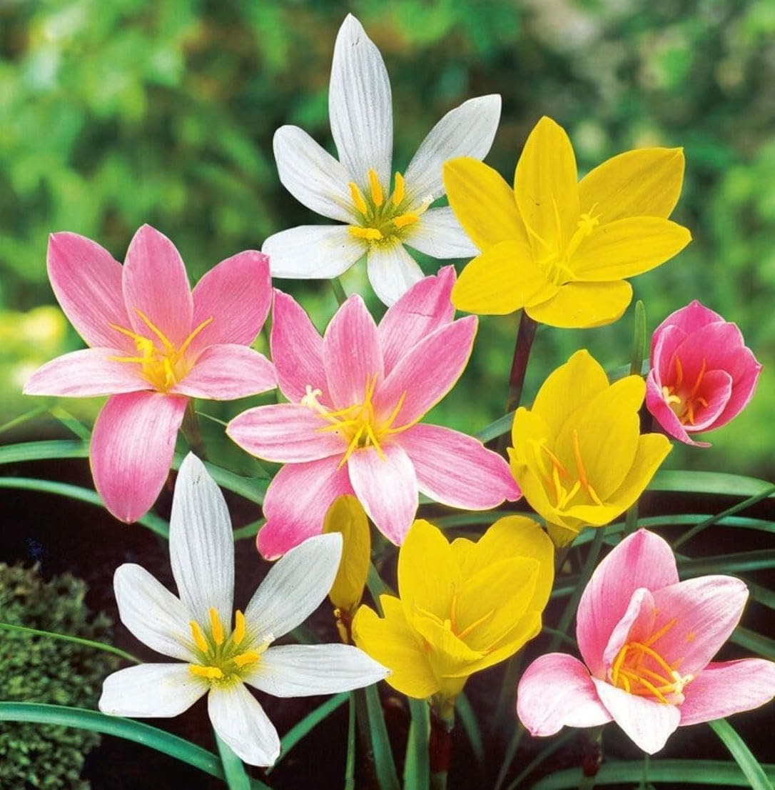 Rain Lily (Zephyranthes) Bulbs by Korrel Seeds – Vibrant Flower Bulbs for Garden & Outdoor Planting – Ideal for Rainy Season Bloom (100, Mix)