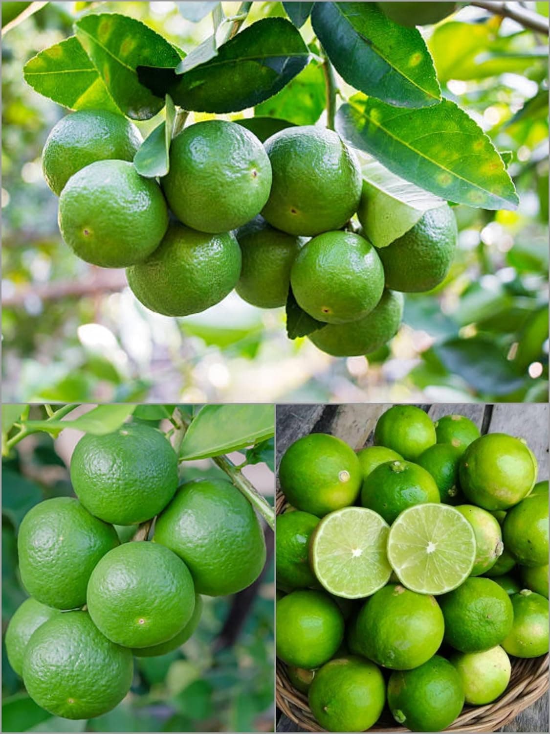 Cloud Farm Seedless Lemon Plant Dwarf Special Variety All Season Hybrid Gandharaj Nimbu/Nimboo Plant One Healthy Live Grafted Pati Nimboo plant Hight 2 feet,CF_L03