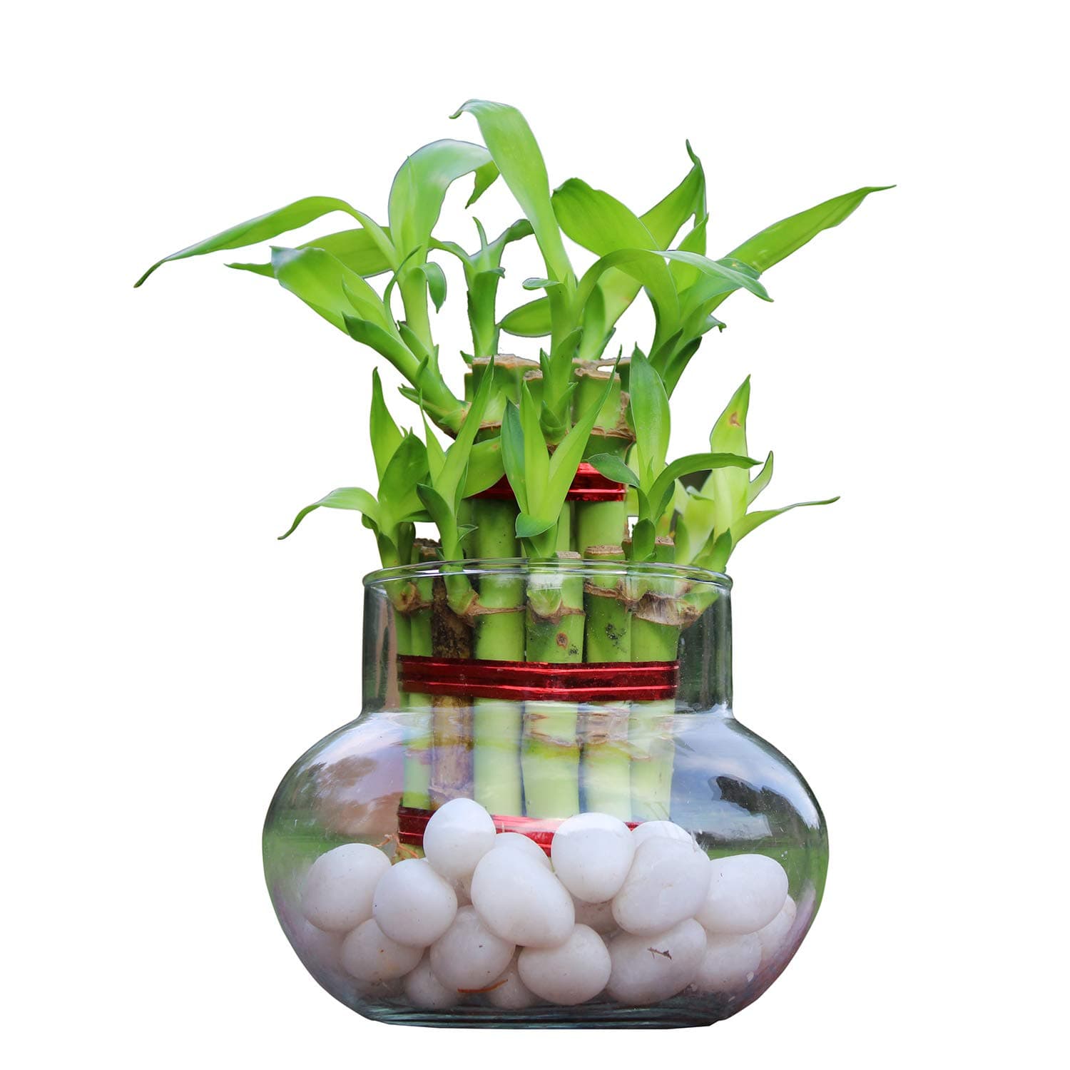 Green Fills Two Layer Lucky Bamboo Plant in Handi Shape Glass Vase with White Pebbles, Round