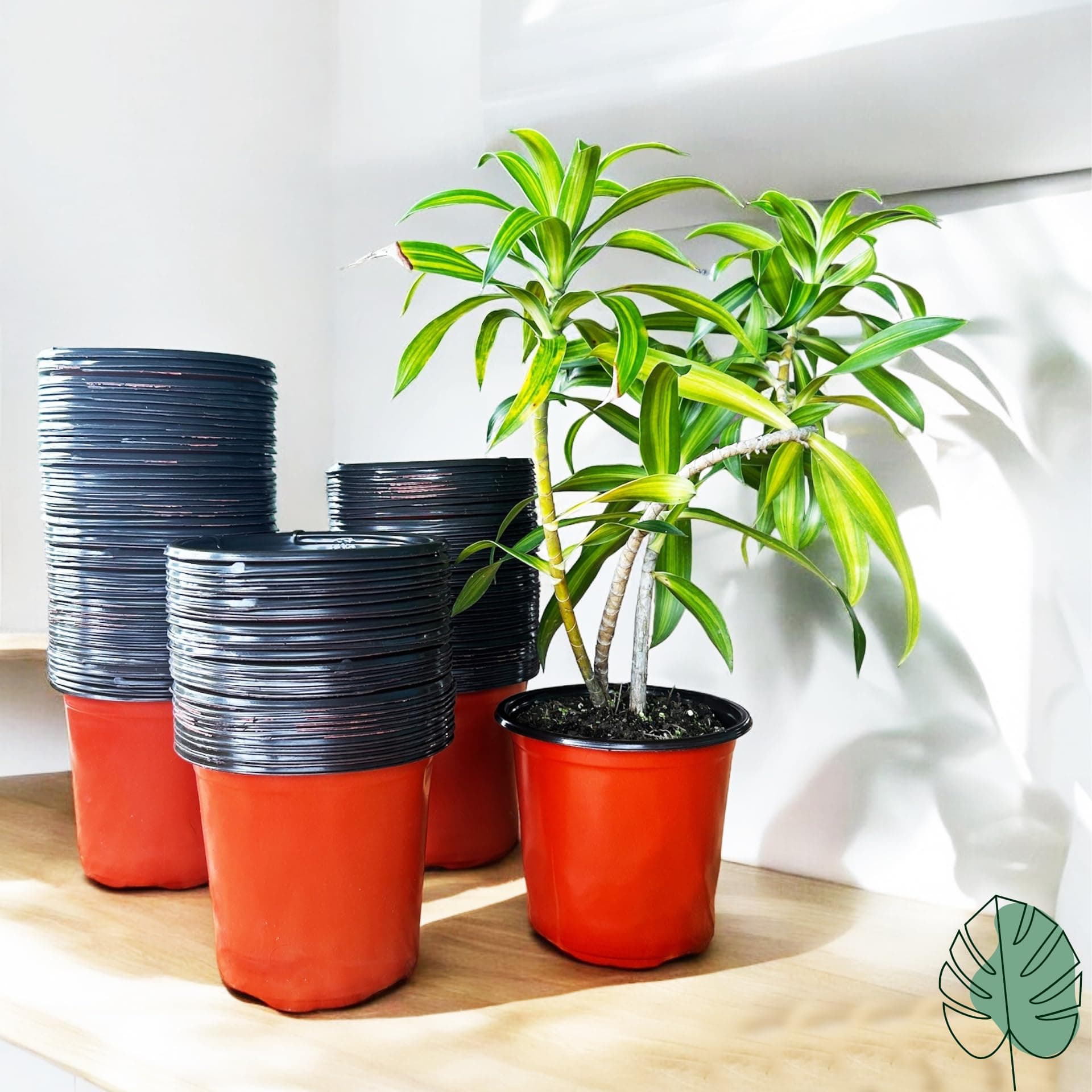Gachera Thermoformed Plastic Flower Pots, Durable, Flexible, Unbreakable, Multiple Drainage Holes, Best for Indoor Plants, Terrace Garden, Nursery (Pack of 50, 5 Inch)