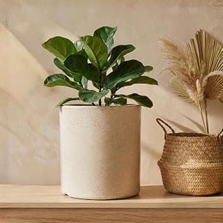 Eha Earth Friendly 12 Inch Gallery Big Planter Made with Rice Husk | 1 Unit | Big Planters for Home Decor | Heavy Duty Plant Pot | UV Protected Pot for Plant | Pots & Planters Big Size