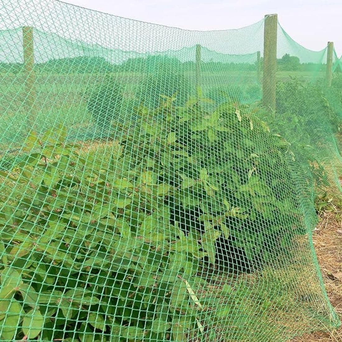 RK Trends Bird Netting | Heavy-Duty Anti-Bird Protection for Garden, Fruit Trees, and Vegetables | Durable Green 20 x 30Ft