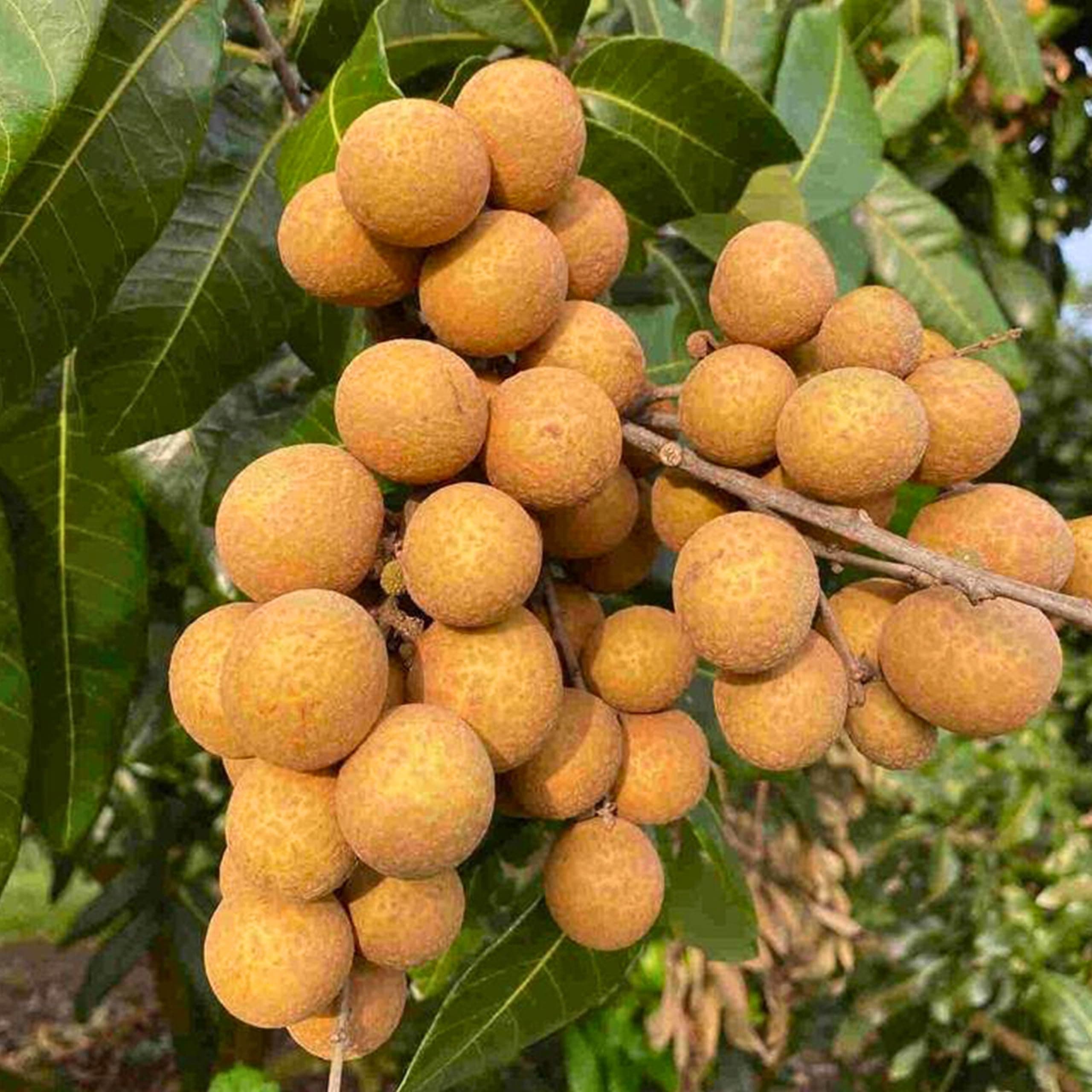 BLOOMING PLANT Live Longan Fruit Plant | Dragon Eye Tree (Dimocarpus longan) | Grafted - Hybrid - Tropical Sweet & Juicy Fruiting Plants for Home Gardens (1-2 Feet Height 1 Live Plant in Poly Bag)