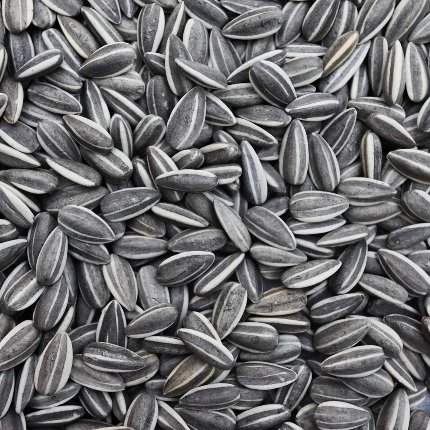 Sage Square Sunflower Seeds Birds Food for Grey Parrot | Premium All Life Stages Bird Food for Indian Parrots, Macaw, Cockatoo, Exotic Birds Ingredients, Nutrient-Rich | 350g