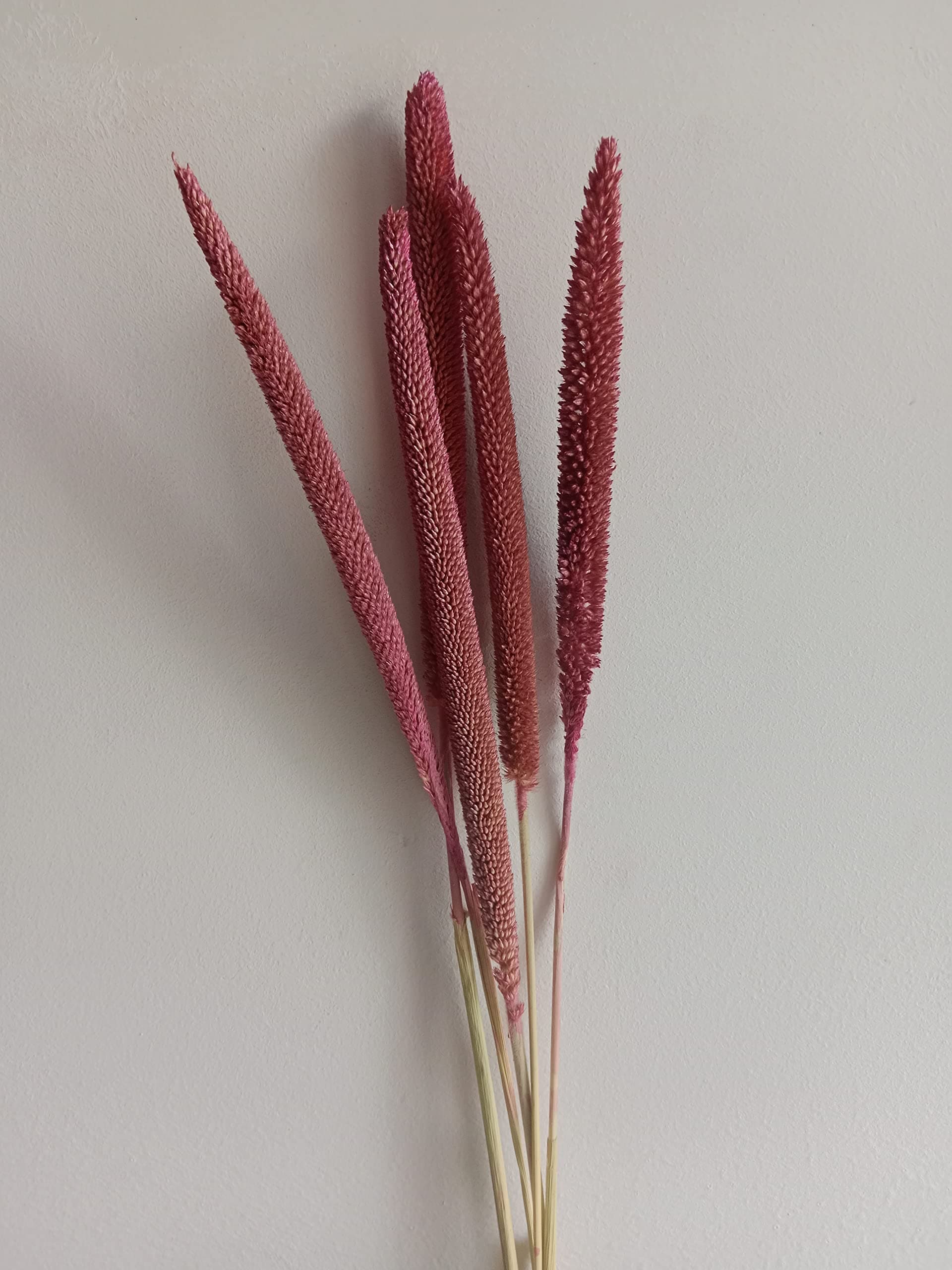 RUKDA® Pink Pearl Millet Flower Sheaves || Dried Flower Sheaves || Stalks Dry Grass Bouquet for Wedding, Home, Office Decoration - 5pcs