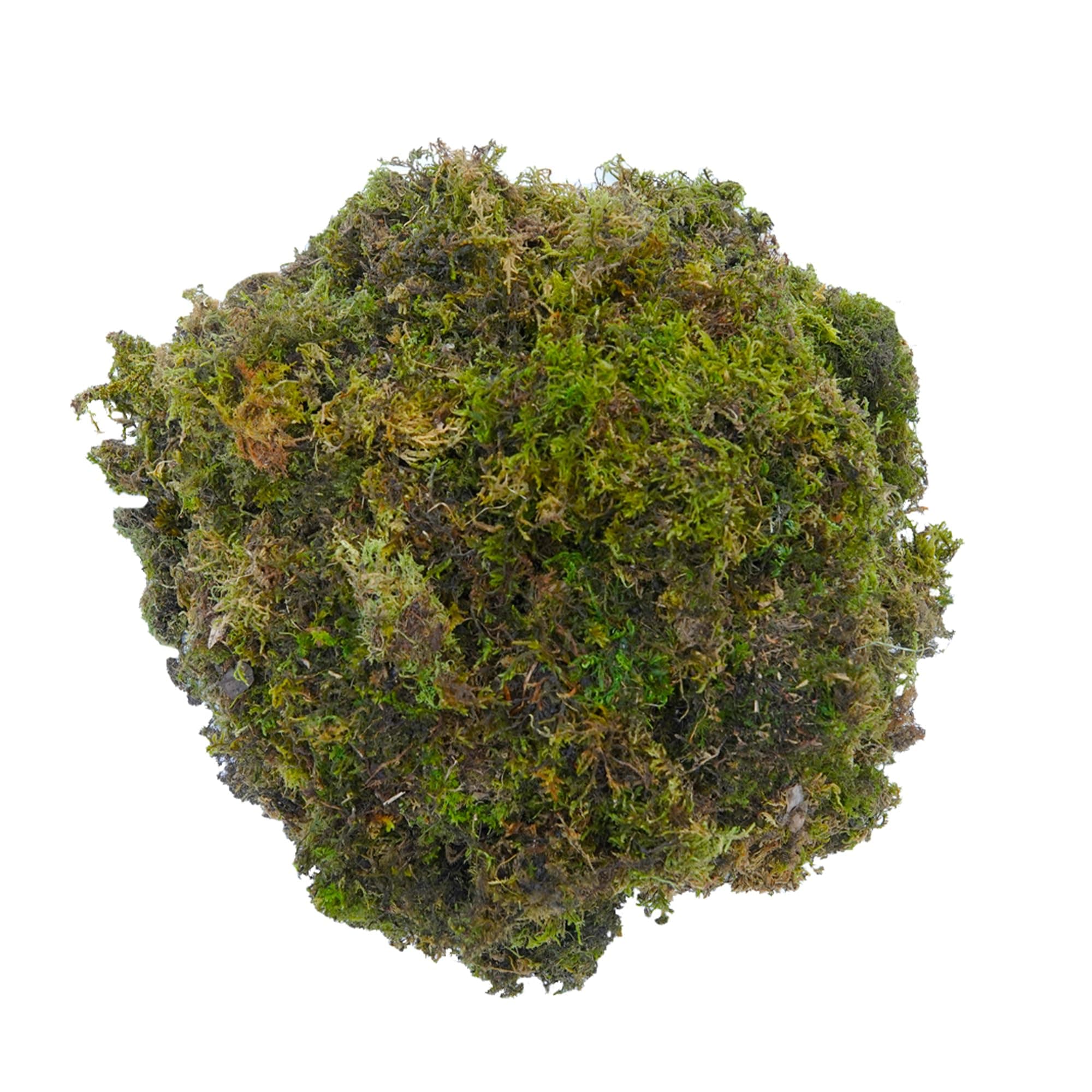Dr. Arya's Natural Dried Moss Grass 1.5kg | Preserved For Pots With The Nice Green Appearance For Home and Garden - 1.5kg