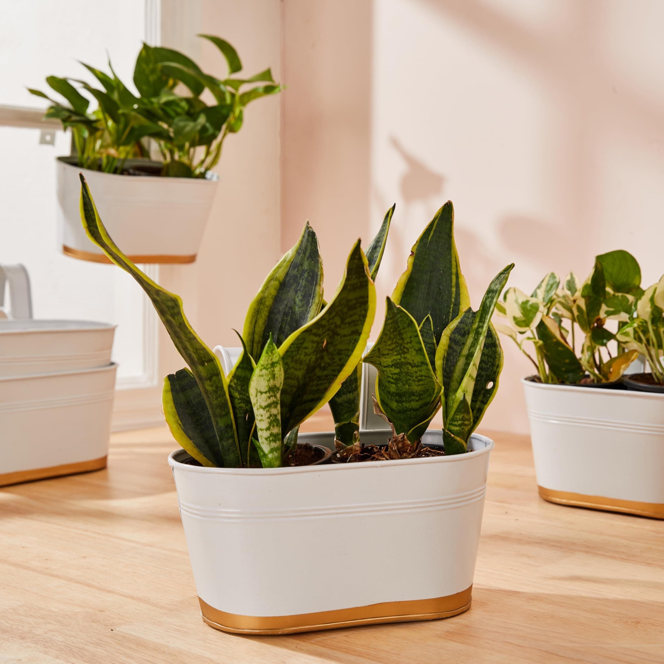 Amazon Brand - Solimo Hanging Metal Planters (Set of 6, White) – Oval Pots for Balcony, 15 x 25 x 13 cm, Terrace & Indoor Railings, Holds up to 5 kg