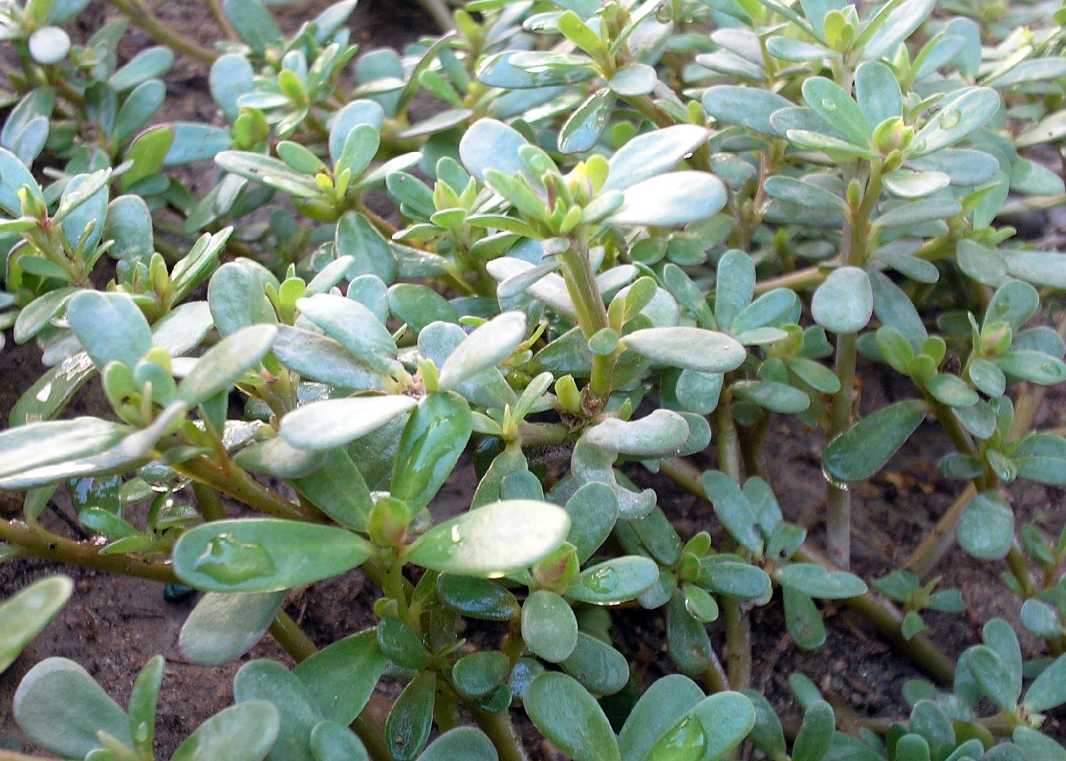 CooPany® Gangavalli Kura/Gangavayalu kura/Purslane Seeds Pack of 600 Seeds