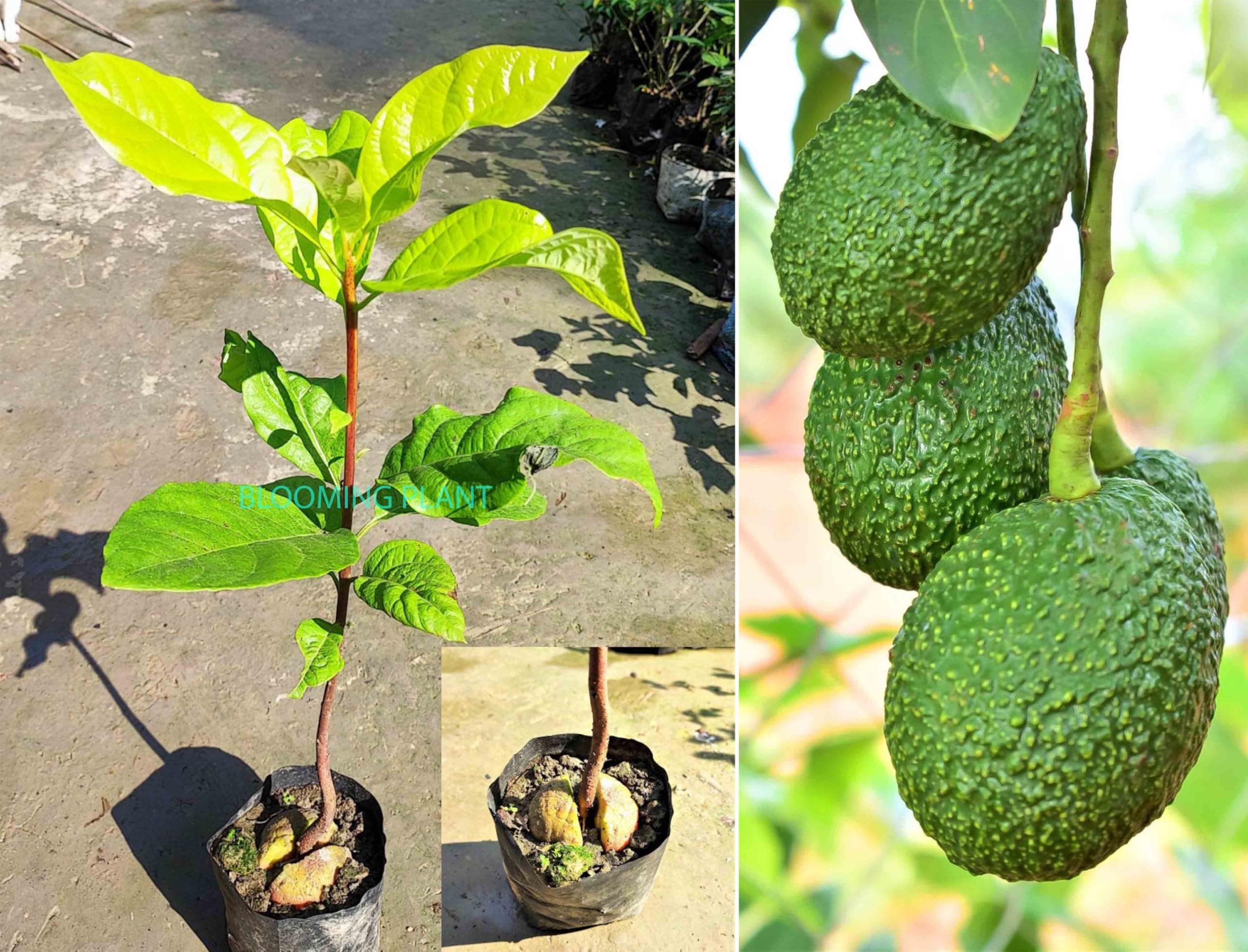 Rare Dwarf Lamb Hass Avocado Live Plant/Persea Americana/Alligator Pear Butter Fruit Plant-Lamb Hass Variety Tree For Home Garden-Seedling (1-2 Feet Height Seedling Plant in Poly Bag).