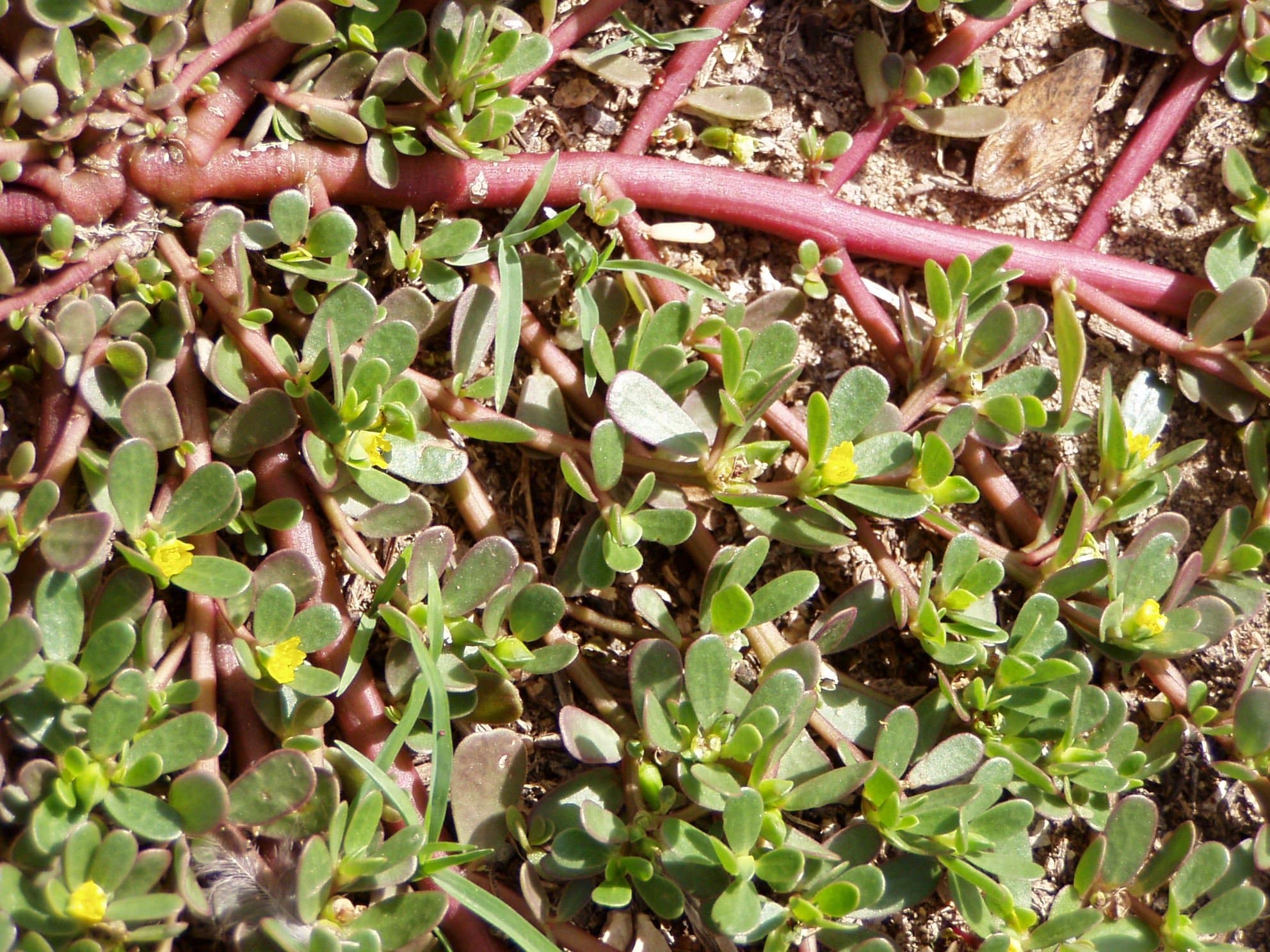 CooPany® Purslane/Portulaca oleracea Seeds Pack of 500 Seeds